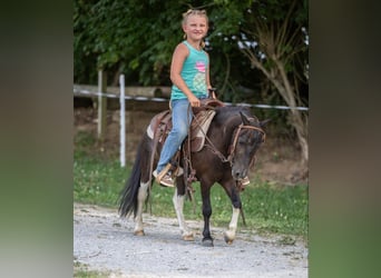 Pony de las Américas, Caballo castrado, 5 años, 91 cm, Tobiano-todas las-capas