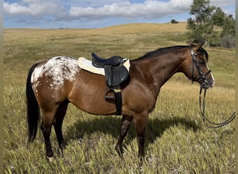 Pony de las Américas, Caballo castrado, 5 años, Castaño rojizo