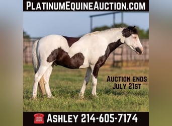 Pony de las Américas, Caballo castrado, 6 años, 109 cm, Tobiano-todas las-capas