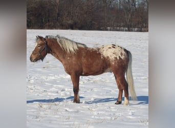 Pony de las Américas, Caballo castrado, 6 años, 112 cm