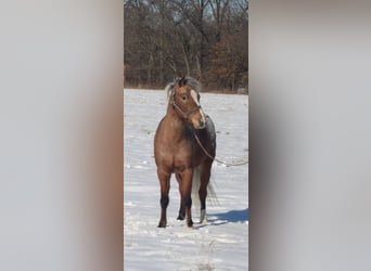 Pony de las Américas, Caballo castrado, 6 años, 112 cm