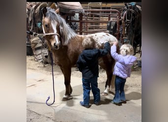 Pony de las Américas, Caballo castrado, 6 años, 112 cm