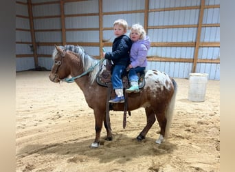 Pony de las Américas, Caballo castrado, 6 años, 112 cm