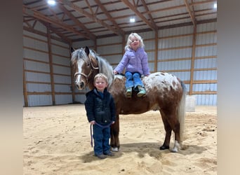 Pony de las Américas, Caballo castrado, 6 años, 112 cm