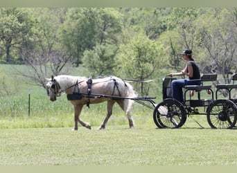 Pony de las Américas, Caballo castrado, 6 años, 124 cm