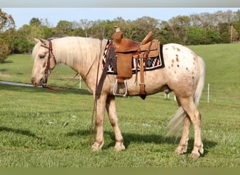 Pony de las Américas, Caballo castrado, 6 años, 124 cm