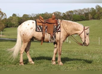 Pony de las Américas, Caballo castrado, 6 años, 124 cm