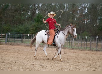 Pony de las Américas, Caballo castrado, 6 años, 137 cm
