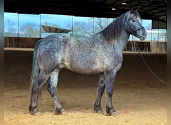 Pony de las Américas, Caballo castrado, 6 años, 140 cm, Tordo