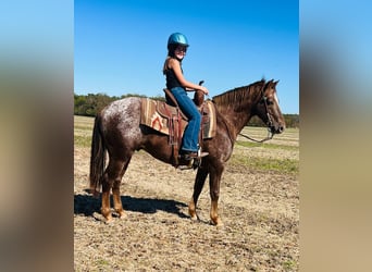 Pony de las Américas, Caballo castrado, 6 años, 142 cm, Ruano alazán