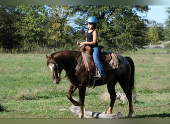 Pony de las Américas, Caballo castrado, 6 años, 142 cm, Ruano alazán