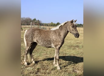 Pony de las Américas, Caballo castrado, 7 años, 112 cm, Tordo