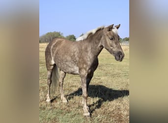 Pony de las Américas, Caballo castrado, 7 años, 112 cm, Tordo