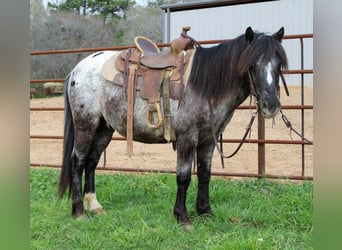 Pony de las Américas, Caballo castrado, 7 años, 119 cm