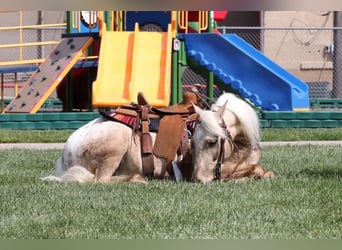 Pony de las Américas, Caballo castrado, 7 años, 124 cm