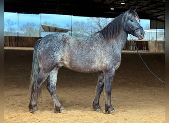 Pony de las Américas, Caballo castrado, 7 años, 140 cm, Tordo