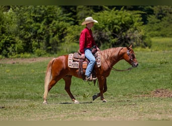 Pony de las Américas, Caballo castrado, 7 años, 142 cm, Alazán rojizo