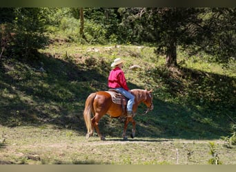 Pony de las Américas, Caballo castrado, 7 años, 142 cm, Alazán rojizo
