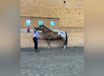 Pony de las Américas, Caballo castrado, 7 años, 142 cm, Castaño rojizo