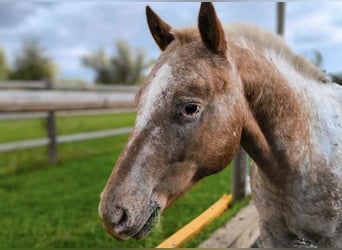 Pony de las Américas, Caballo castrado, 7 años, 148 cm