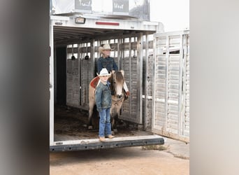 Pony de las Américas, Caballo castrado, 7 años, Buckskin/Bayo