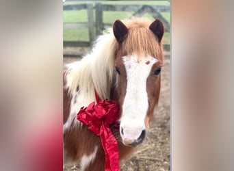 Pony de las Américas, Caballo castrado, 8 años, 102 cm, Tobiano-todas las-capas