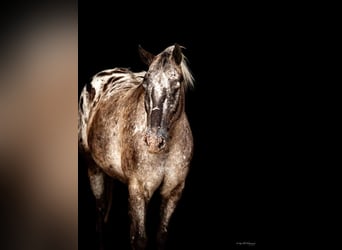 Pony de las Américas, Caballo castrado, 8 años, 137 cm, Tordo