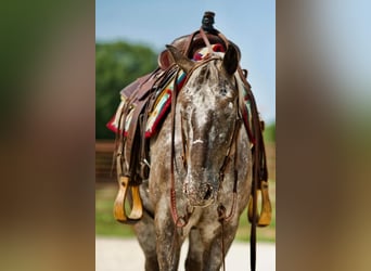 Pony de las Américas, Caballo castrado, 8 años, 137 cm, Tordo