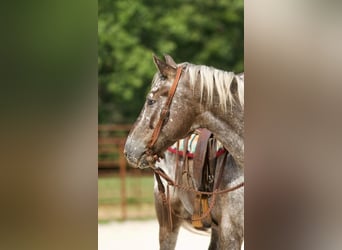 Pony de las Américas, Caballo castrado, 8 años, 137 cm, Tordo