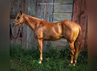 Pony de las Américas, Caballo castrado, 8 años, 147 cm, Alazán rojizo