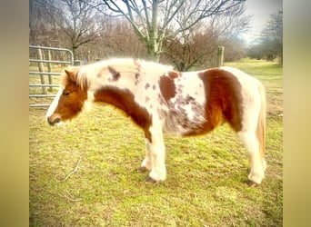 Pony de las Américas, Caballo castrado, 9 años, 102 cm, Tobiano-todas las-capas