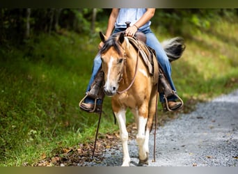 Pony de las Américas, Caballo castrado, 9 años, 130 cm, Buckskin/Bayo