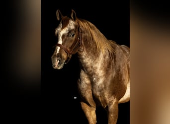 Pony de las Américas, Caballo castrado, 9 años, 137 cm, Alazán-tostado