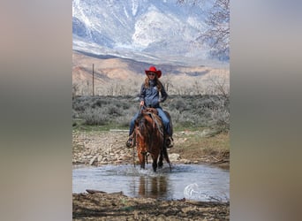 Pony de las Américas, Caballo castrado, 9 años, 137 cm, Castaño rojizo