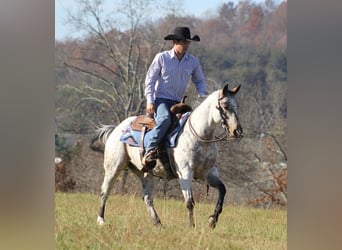 Pony de las Américas, Caballo castrado, 9 años, 145 cm, Tordo