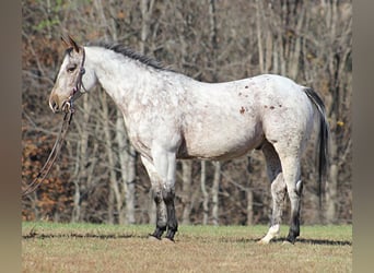 Pony de las Américas, Caballo castrado, 9 años, 145 cm, Tordo