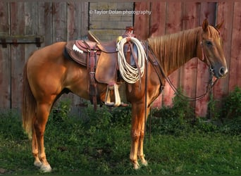 Pony de las Américas, Caballo castrado, 9 años, 147 cm, Alazán rojizo