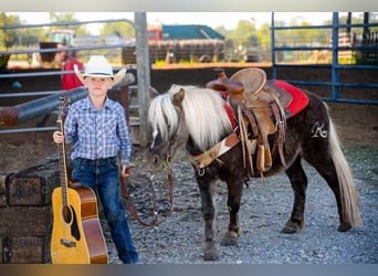 Pony de las Américas, Caballo castrado, 9 años, 94 cm, Castaño
