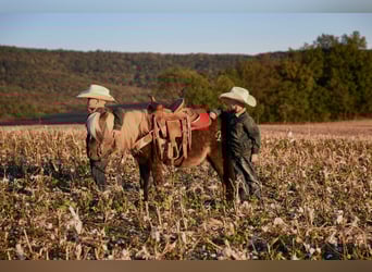 Pony de las Américas, Caballo castrado, 9 años, 94 cm, Castaño