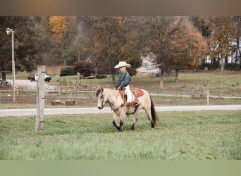 Pony de las Américas, Caballo castrado, 9 años, Buckskin/Bayo