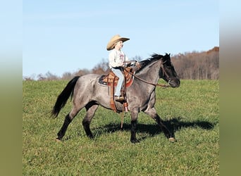Pony de las Américas, Caballo castrado, 9 años, Ruano azulado