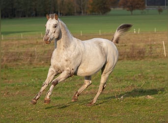 Pony de las Américas, Semental, 18 años, 136 cm, Atigrado/Moteado