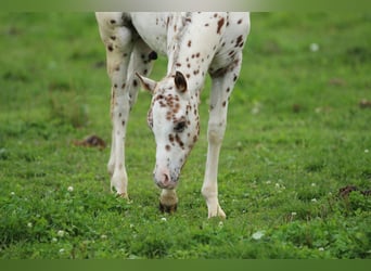 Pony de las Américas, Semental, 1 año, 135 cm, Atigrado/Moteado