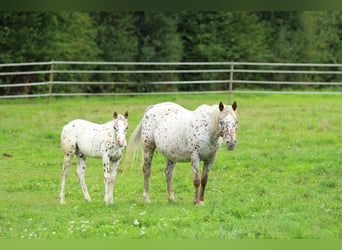 Pony de las Américas, Semental, 1 año, 138 cm, Atigrado/Moteado