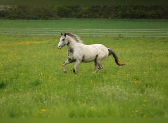 Pony de las Américas, Semental, 3 años, 140 cm, Atigrado/Moteado