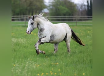 Pony de las Américas, Semental, 3 años, 140 cm, Atigrado/Moteado