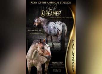 Pony de las Américas, Semental, 3 años