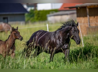 Pony de las Américas, Semental, 3 años