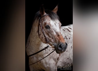 Pony de las Américas, Semental, 24 años, 142 cm, Castaño