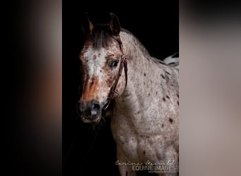 Pony de las Américas, Semental, 24 años, 142 cm, Castaño
